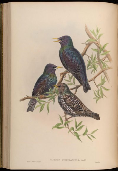 Sturnus Purpurascens = Sturnus Vulgaris Purpurascens by John Gould